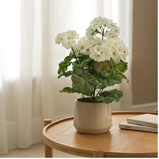 Sainsbury's Home Geranium in Ceramic Pot - gallery image 2