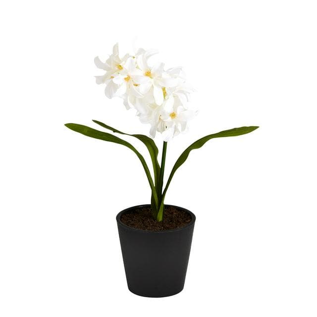 Sainsburys Home Small Hyacinth in Plastic Pot - gallery image 1