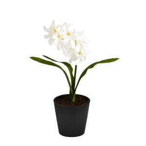 Sainsburys Home Small Hyacinth in Plastic Pot