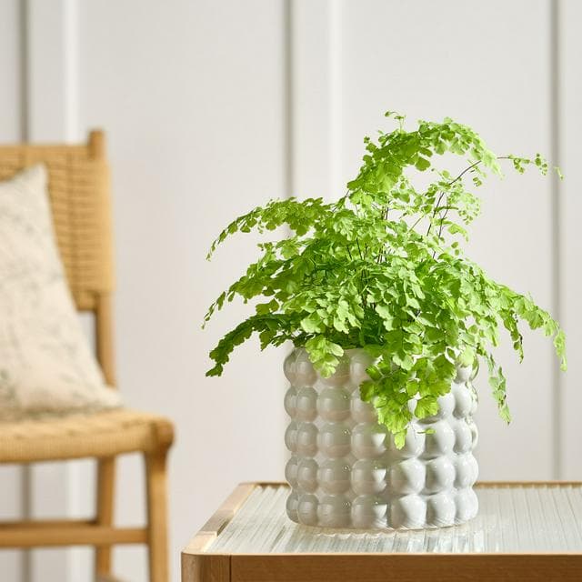 Habitat Stoneware Bobble Large Planter - gallery image 1