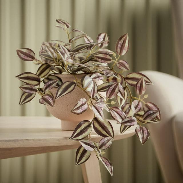 Sainsbury's Tradescantia in Ceramic Pot - gallery image 1