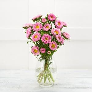 Aster Flowers