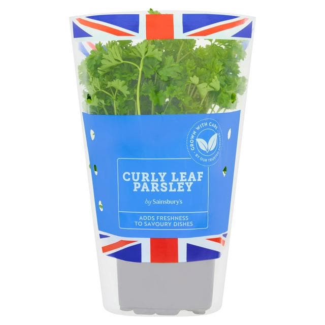 Sainsbury's Fresh Living Curly Parsley Pot - gallery image 1