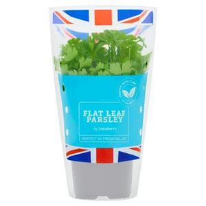 Sainsbury's Fresh Living Flat Leaf Parsley Pot