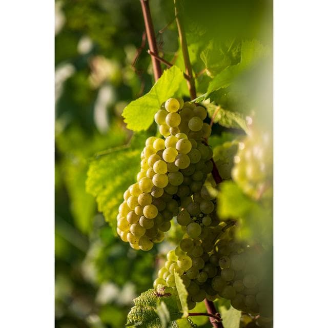 Taittinger Brut Reserve Champagne 75cl - gallery image 5