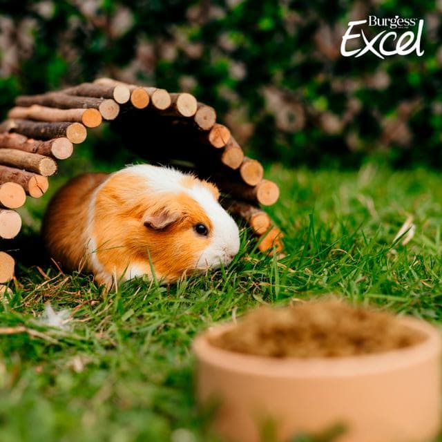 Burgess Excel 1.5kg Adult Guinea Pig Food Mint Nuggets - gallery image 4