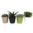 Sainsbury's Succulent Ceramic - gallery image 1
