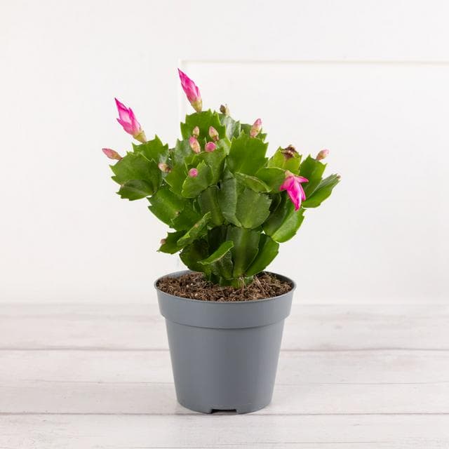 Flowering Cactus Plant - gallery image 1