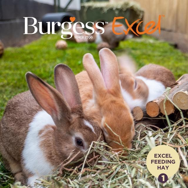 Burgess Excel 500g Small Animal Feeding Hay with Meadow Flowers - gallery image 3