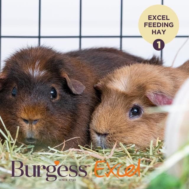 Burgess Excel 500g Small Animal Feeding Hay with Meadow Flowers - gallery image 4