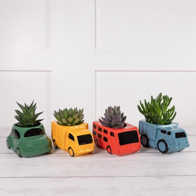 Sainsbury's Large Novelty Succulent - gallery image 1