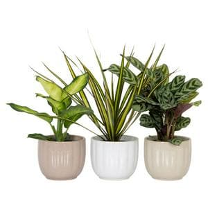 The Floral Collection Mini Foliage in Ceramic