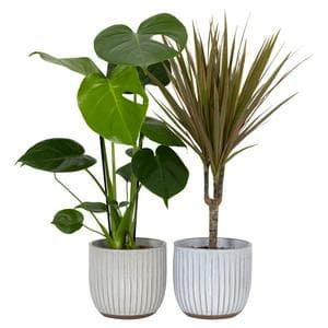 The Floral Collection Foliage in Ceramic