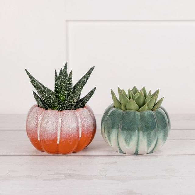 Sainsbury's Medium Pumpkin Plants - gallery image 1