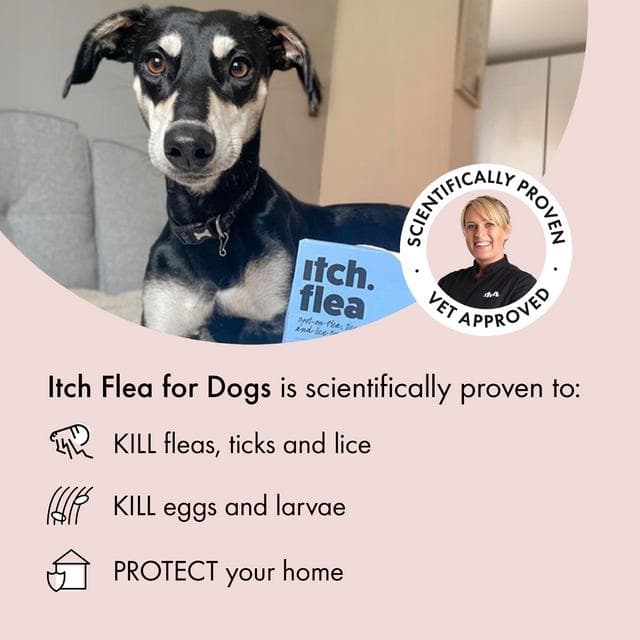Itch Flea Medium Dog Flea & Tick Spot On Treatment 1 Pipette (10-20kg) - gallery image 2
