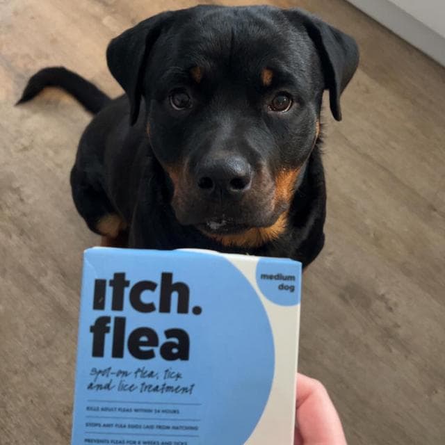 Itch Flea Medium Dog Flea & Tick Spot On Treatment 1 Pipette (10-20kg) - gallery image 5
