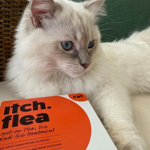 Itch Flea Cats Flea & Tick Spot On Treatment 1 Pipette (1kg+) - gallery image 5