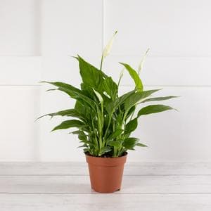 Sainsbury's Peace Lily