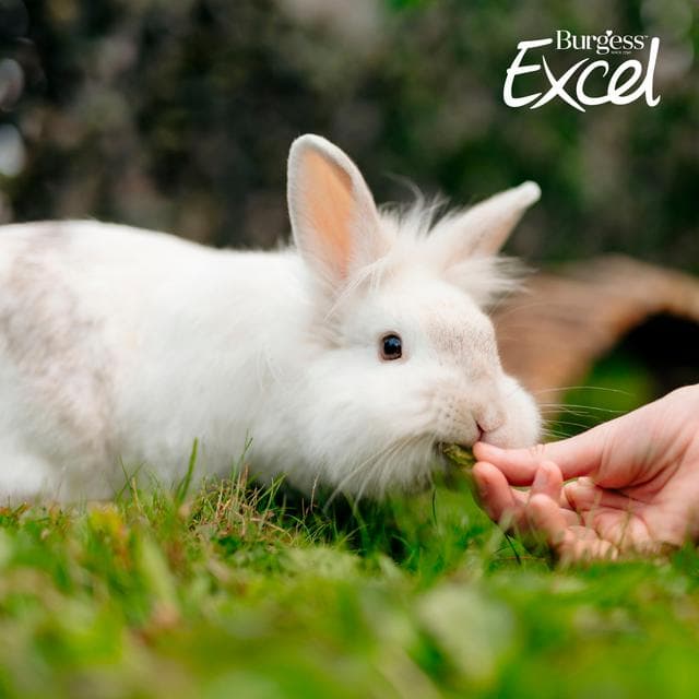 Burgess Excel 60g Hedgerow Hearts Small Animal Treats - gallery image 2