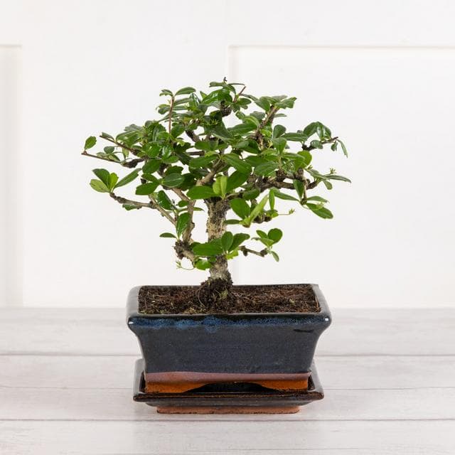 Bonsai - gallery image 1