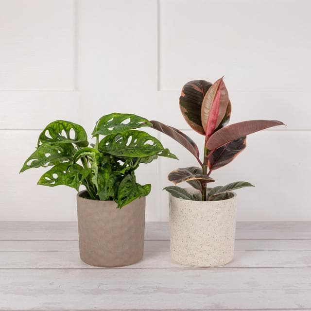 Foliage in Wooden Pot - gallery image 1