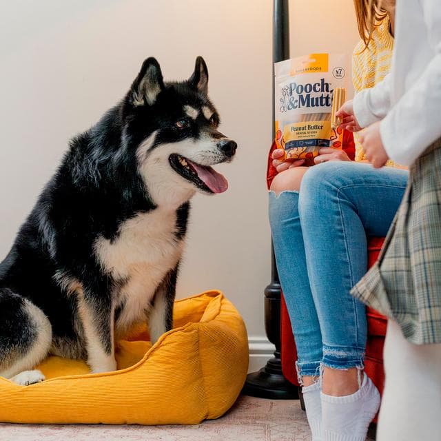 Pooch & Mutt Peanut Butter Vegan Dental Sticks Dog Treats 251g - gallery image 6