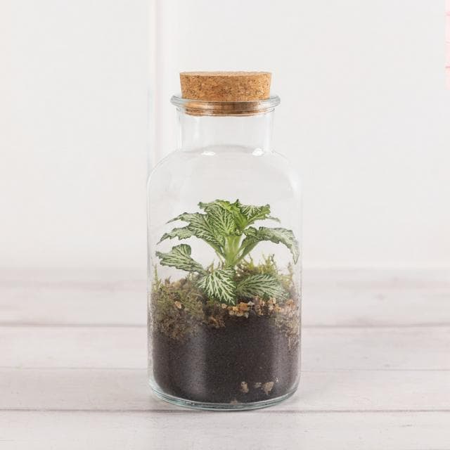 Mini Terrarium - gallery image 1