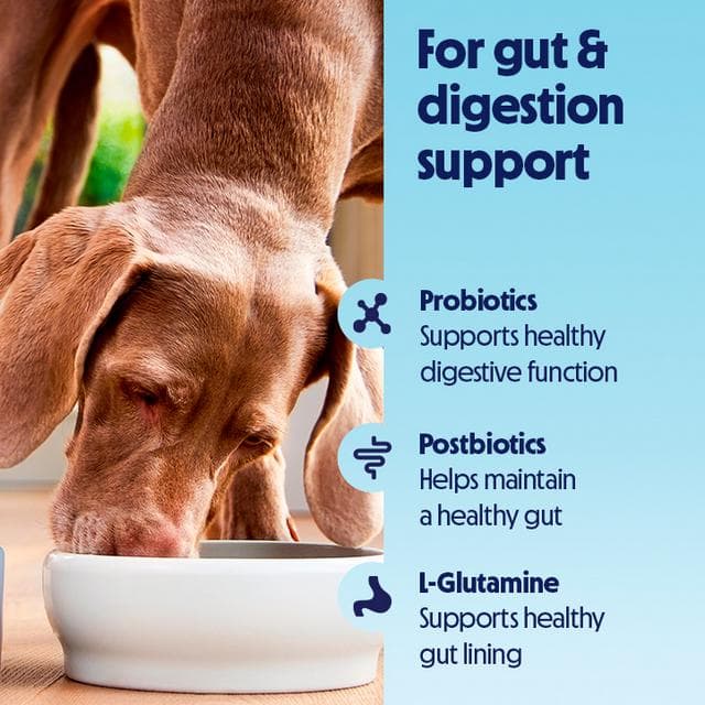Tails.com Inner Vitality 250ml Digestion & Gut Juicy Chicken Bone Broth Meal Topper Dog Food - gallery image 4