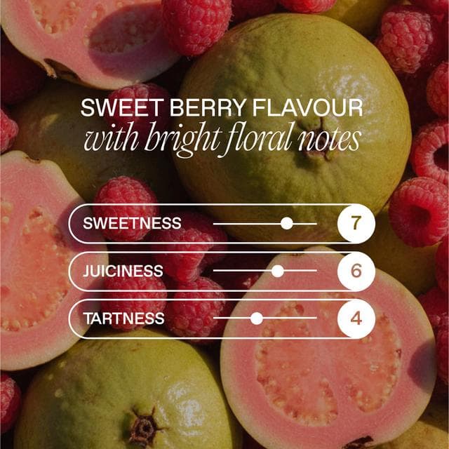 Goodrays 4 x 330ml CBD Raspberry & Guava Can - gallery image 4