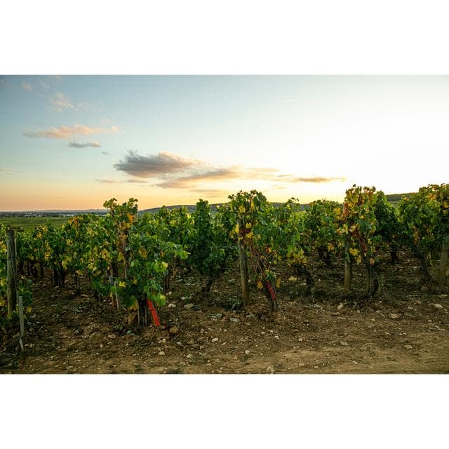 Louis Jadot Beaujolais-Villages Red Wine - gallery image 5