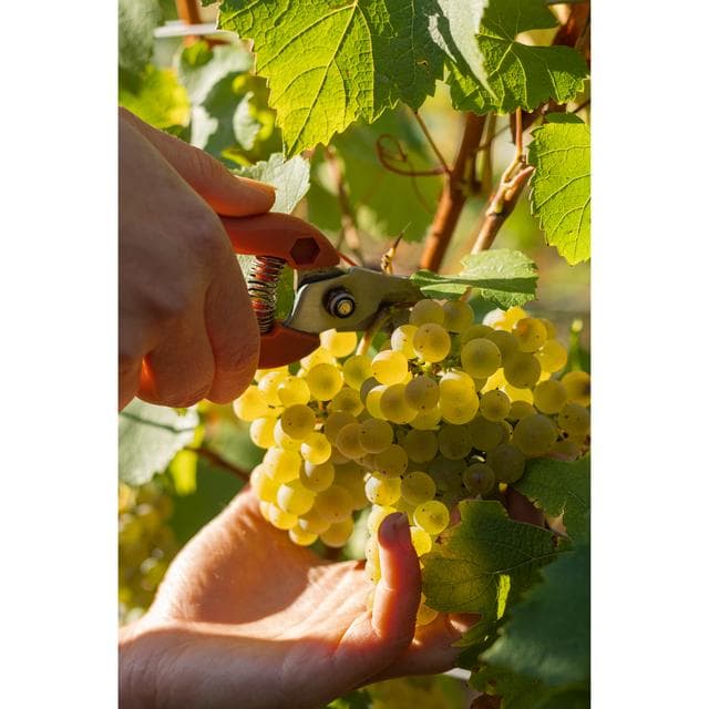 Louis Jadot Meursault White Wine 75cl - gallery image 4